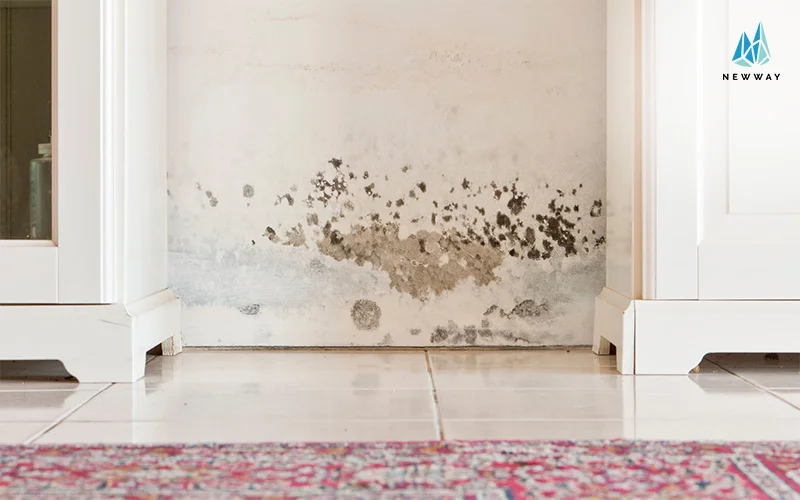 Mould on a white wall