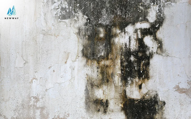 a wall with mold growing